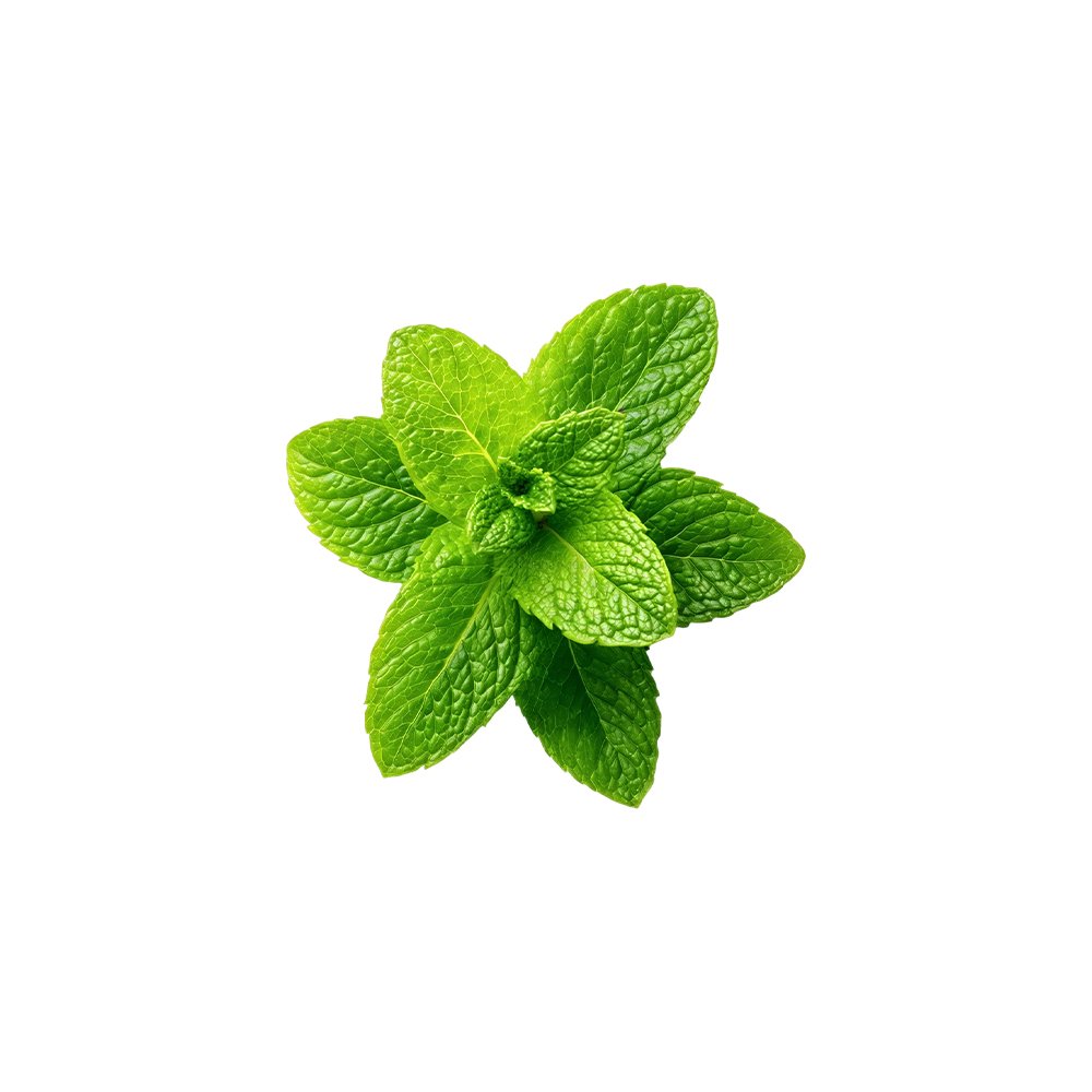 Raw stevia rebaudiana leaf raw material shot