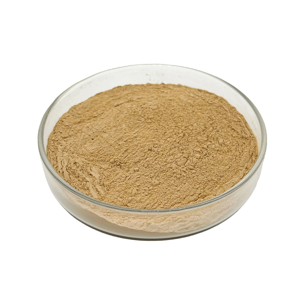 Lion's Mane Mushroom Extract
